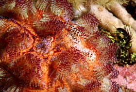Komodo 2016 - Colemen shrimp - Crevette de Coleman - Periclimenes colemani - IMG_6529_rc